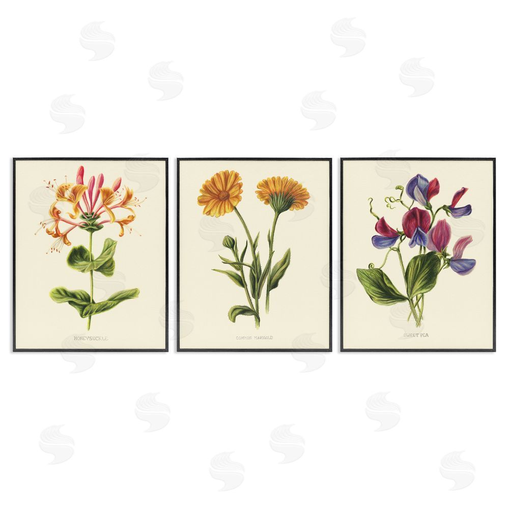 Connie Resch Flowering Plants Vintage Illustration Black Framed Giclee Wall Art Print