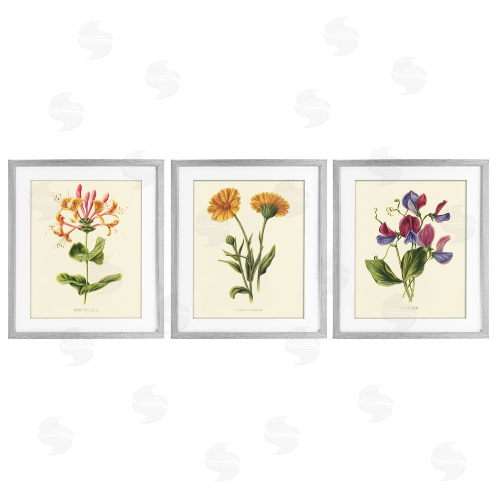 Connie Resch Flowering Plants Vintage Illustration Gray Framed Print Under Glass Wall Art