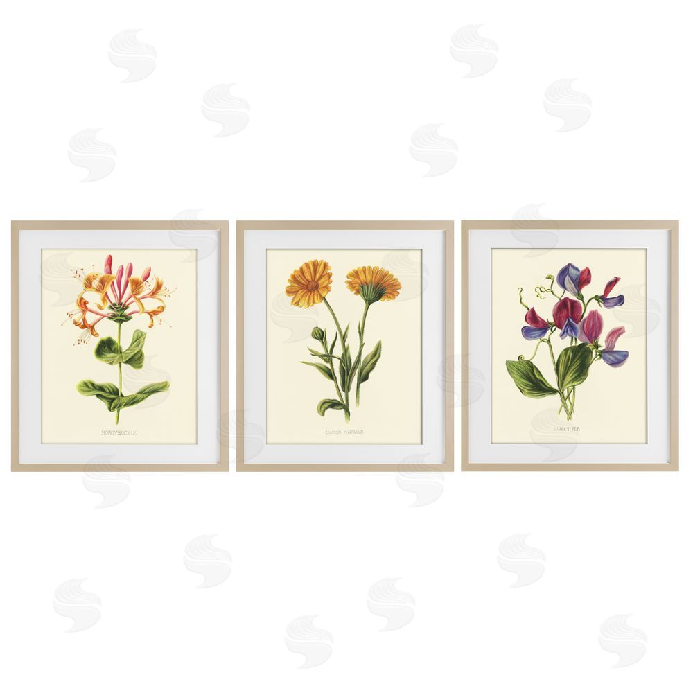 Connie Resch Flowering Plants Vintage Illustration Birch Framed Print Under Glass Wall Art