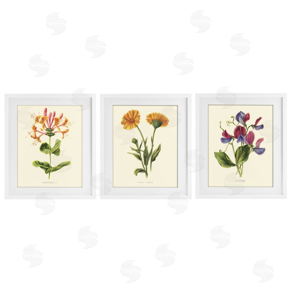 Connie Resch Flowering Plants Vintage Illustration White Framed Print Under Glass Wall Art