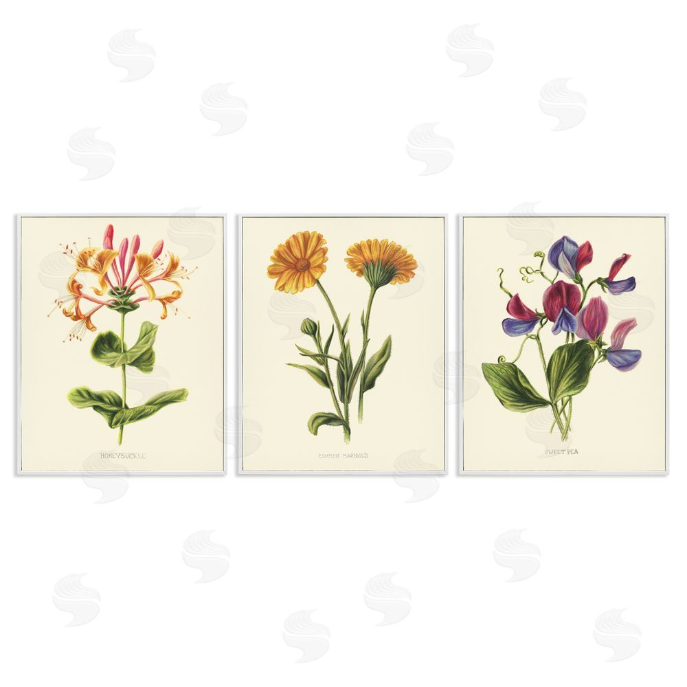 Connie Resch Flowering Plants Vintage Illustration White Framed Giclee Wall Art Print