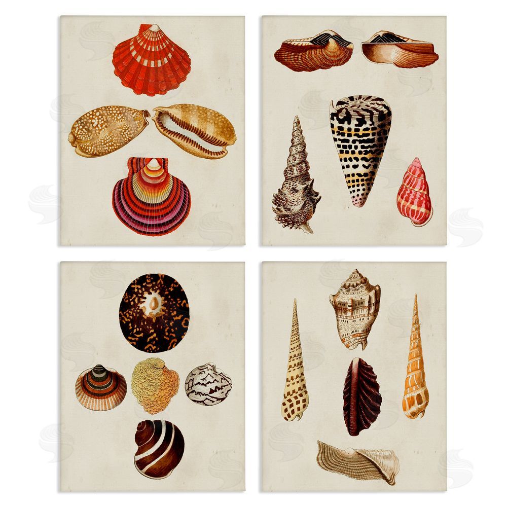 G.W. Knorr Vintage Nautical Seashells Warm Tones Canvas Wall Art Print