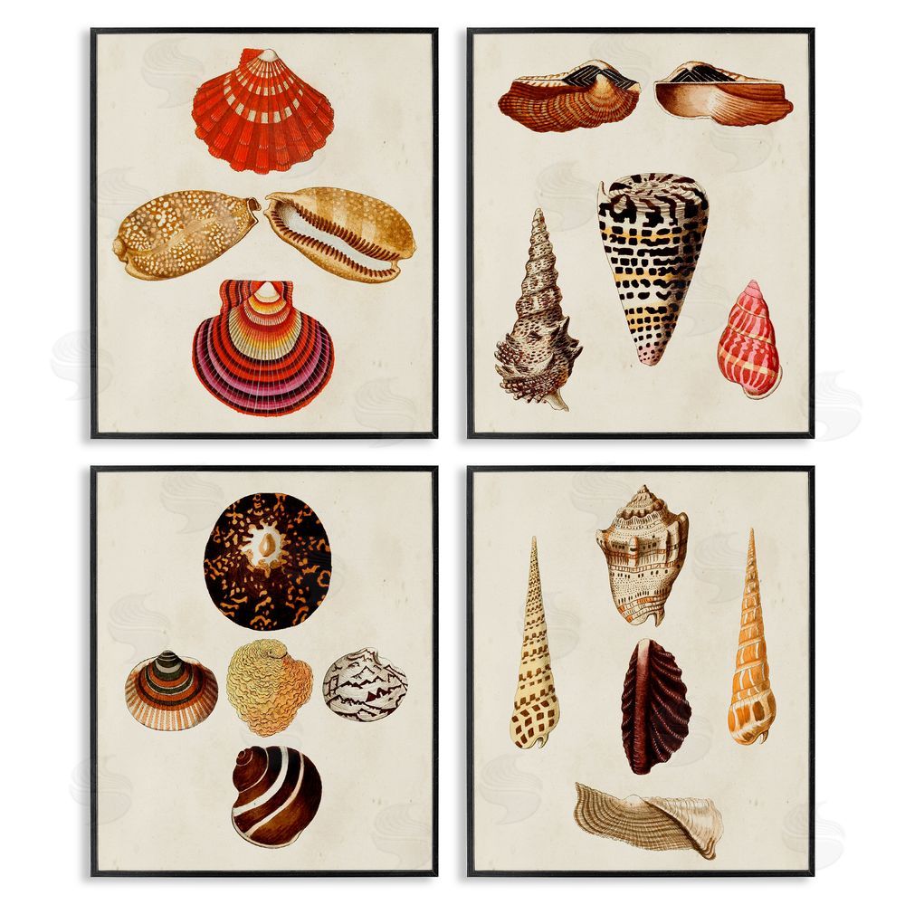 G.W. Knorr Vintage Nautical Seashells Warm Tones Black Framed Giclee Wall Art Print