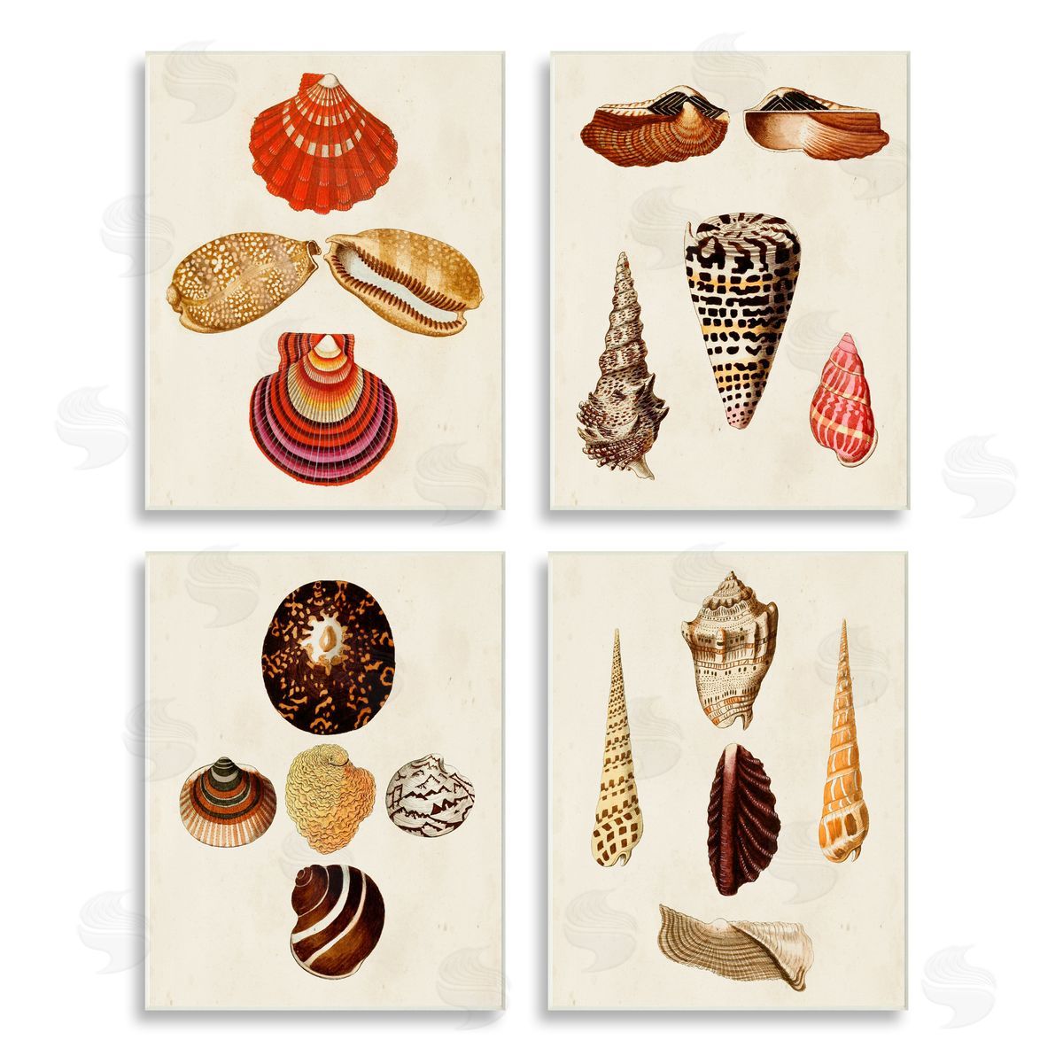 G.W. Knorr Vintage Nautical Seashells Warm Tones Wooden Wall Plaque Art Print