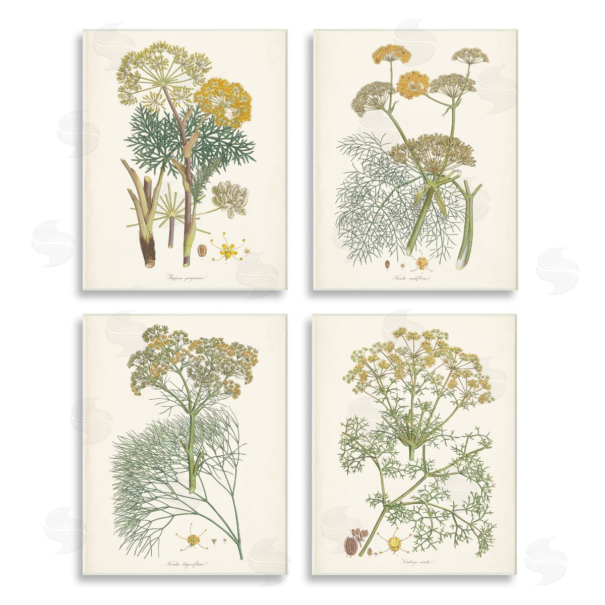 Unknown Artist Vintage Saffron Study with Floral Herbs Wooden Wall Plaque Art Print