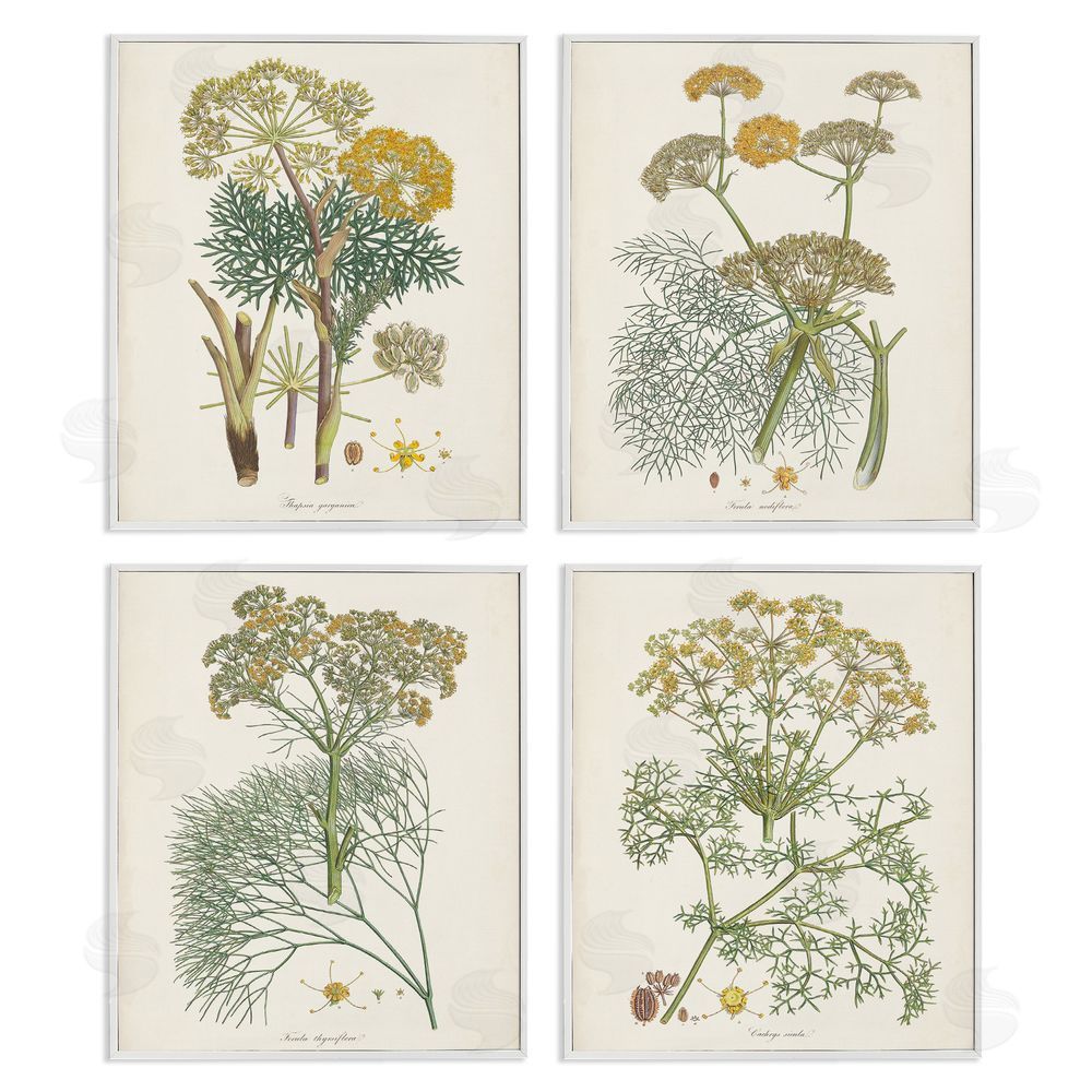Unknown Artist Vintage Saffron Study with Floral Herbs White Framed Giclee Wall Art Print