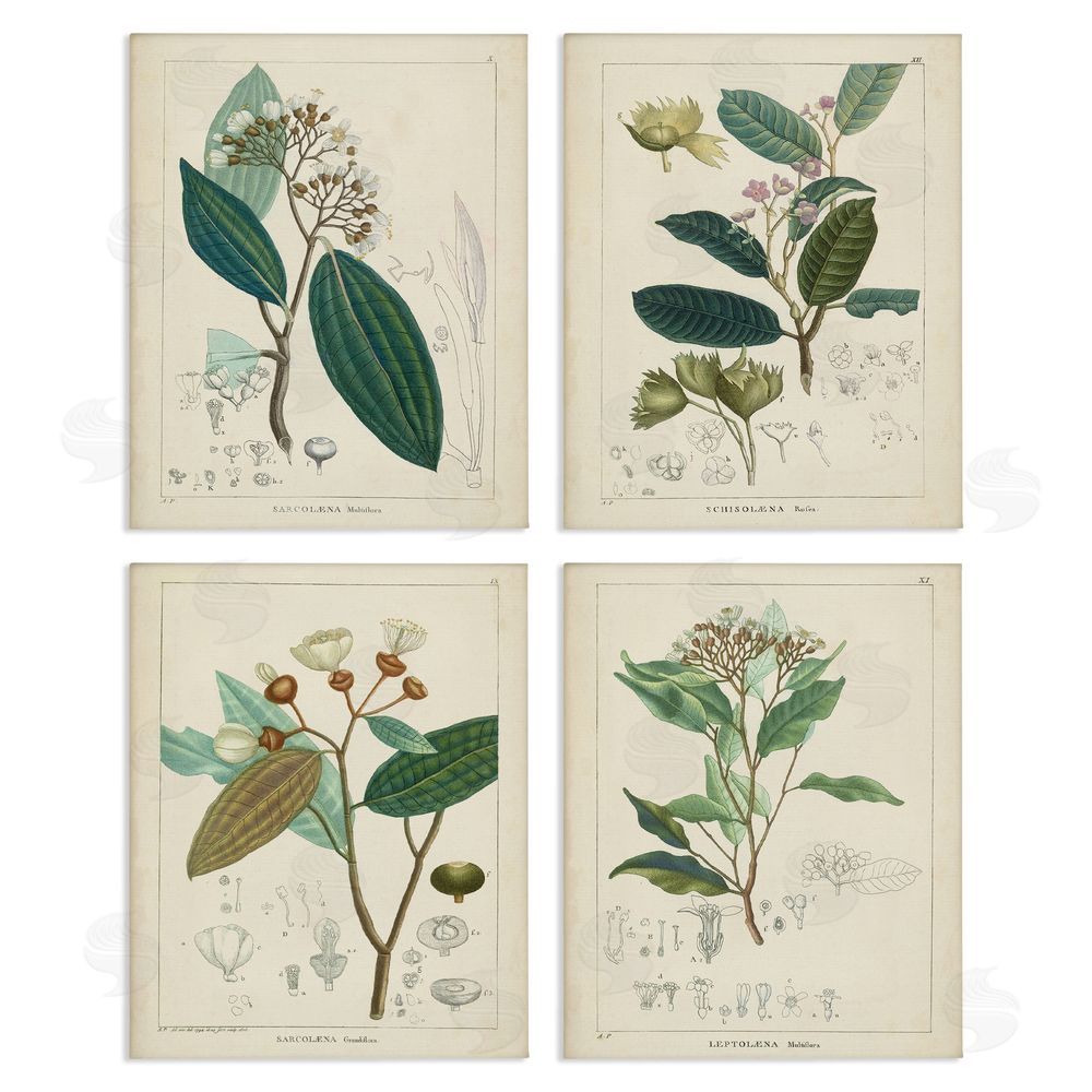 Unknown Artist Vintage Floral Anatomy Illustration Latin Study Canvas Wall Art Print