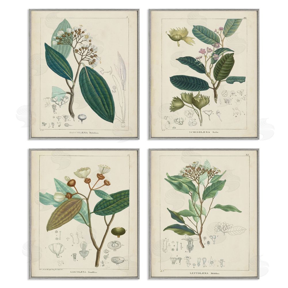 Unknown Artist Vintage Floral Anatomy Illustration Latin Study Gray Framed Giclee Wall Art Print