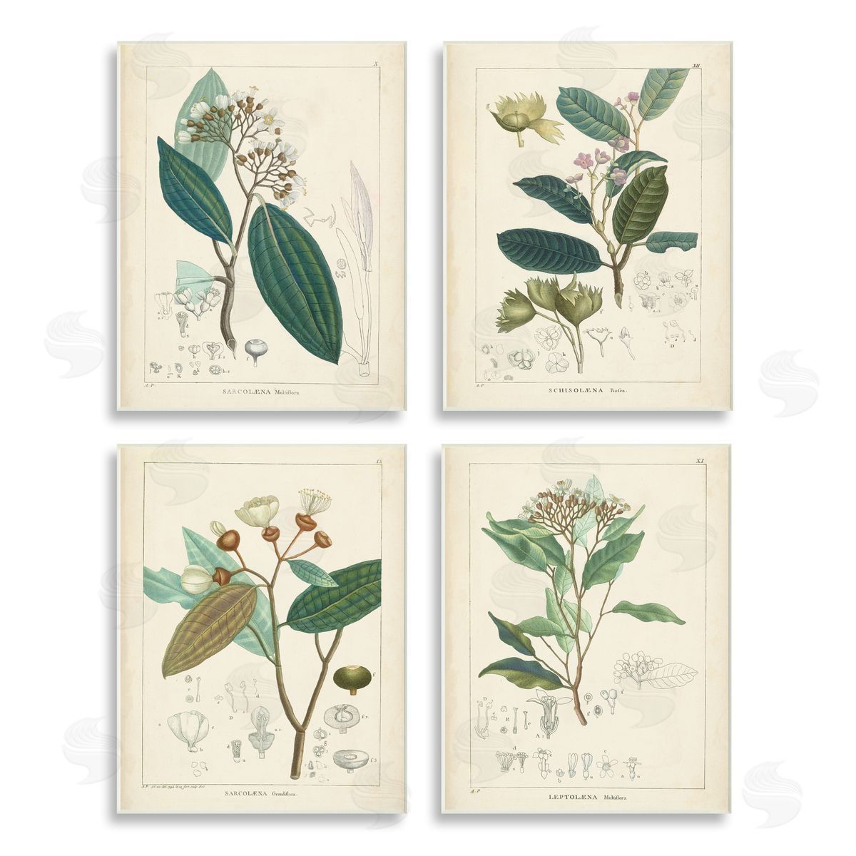 Unknown Artist Vintage Floral Anatomy Illustration Latin Study Wooden Wall Plaque Art Print