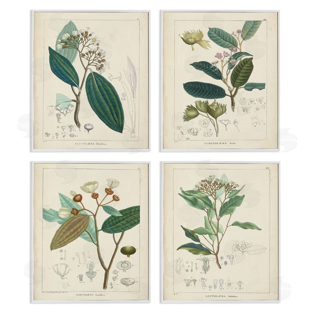 Unknown Artist Vintage Floral Anatomy Illustration Latin Study White Framed Giclee Wall Art Print