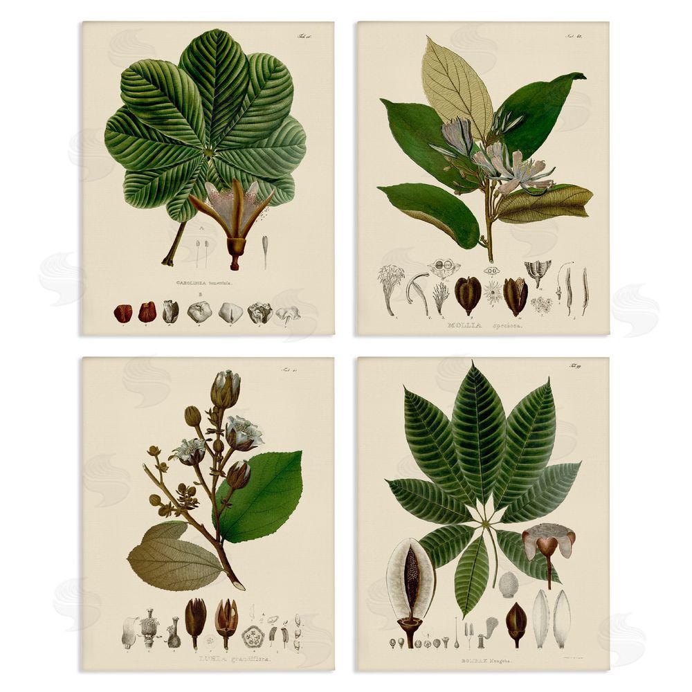 Unknown Artist Plant Anatomy Chart Vintage Illustration Canvas Wall Art Print