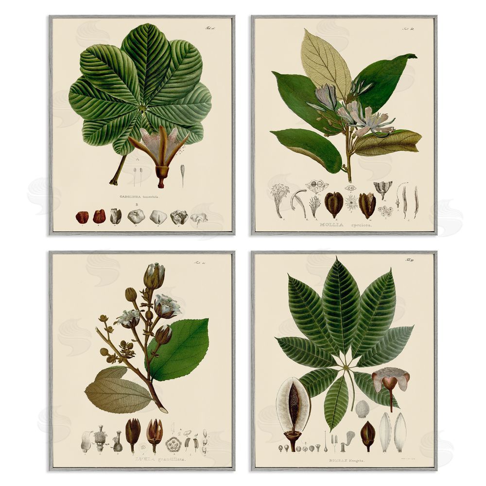 Unknown Artist Plant Anatomy Chart Vintage Illustration Gray Framed Giclee Wall Art Print