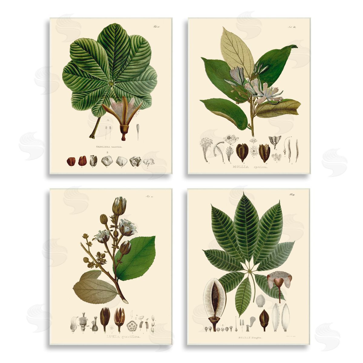 Unknown Artist Plant Anatomy Chart Vintage Illustration Wooden Wall Plaque Art Print