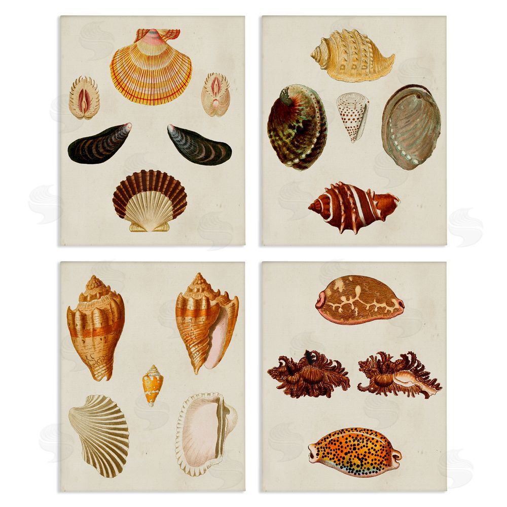 G.W. Knorr Vintage Seashell Study Intricate Patterns Canvas Wall Art Print