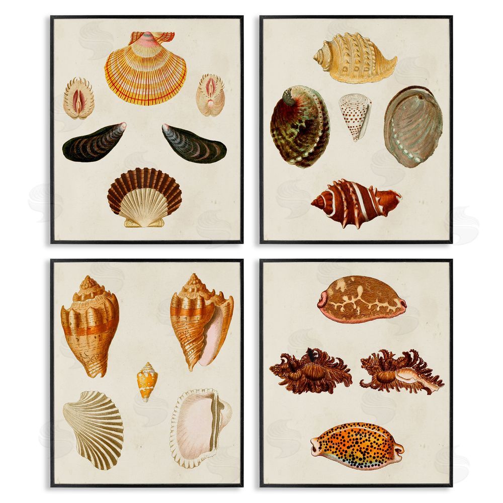 G.W. Knorr Vintage Seashell Study Intricate Patterns Black Framed Giclee Wall Art Print