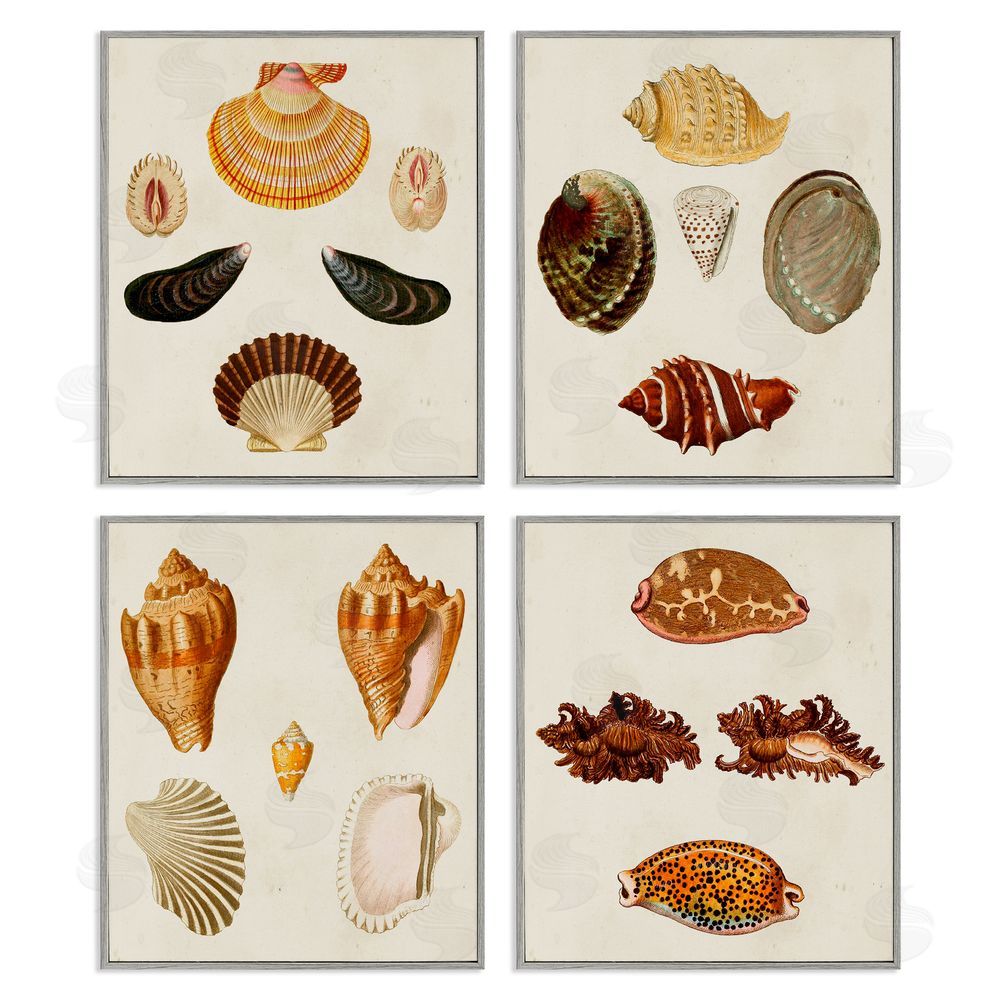 G.W. Knorr Vintage Seashell Study Intricate Patterns Gray Framed Giclee Wall Art Print