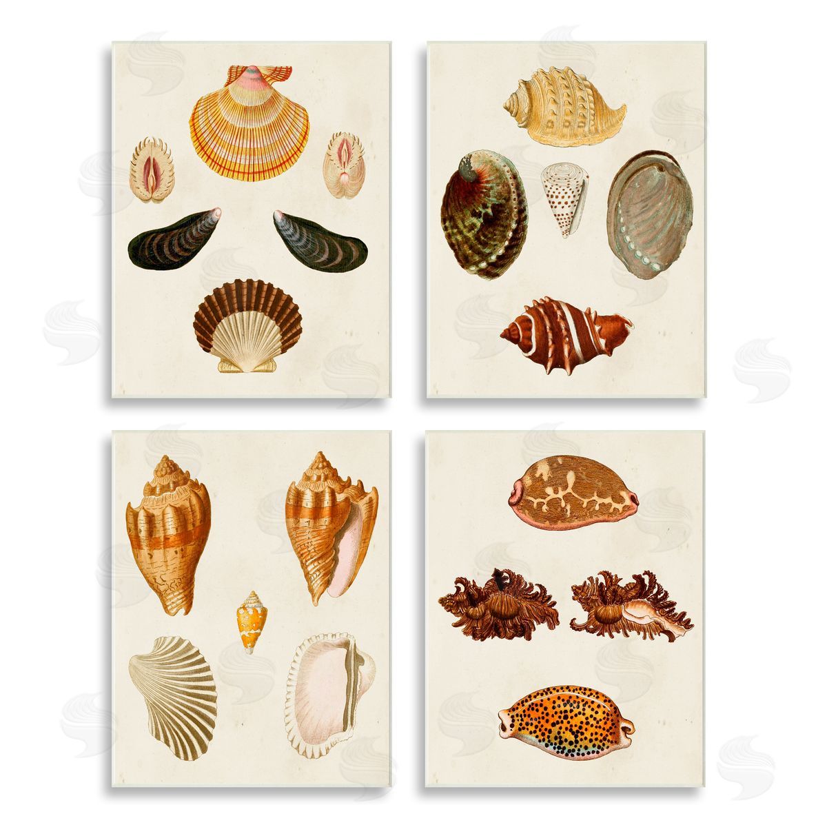 G.W. Knorr Vintage Seashell Study Intricate Patterns Wooden Wall Plaque Art Print