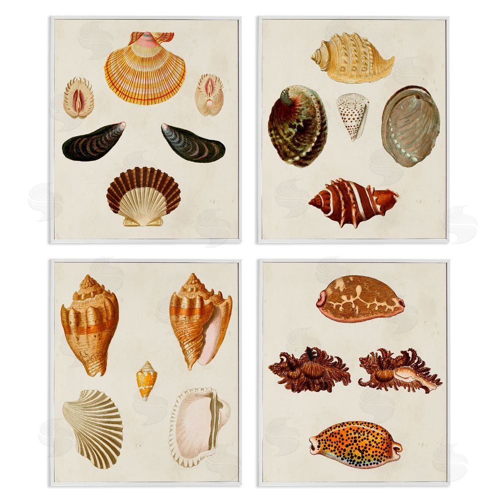 G.W. Knorr Vintage Seashell Study Intricate Patterns White Framed Giclee Wall Art Print