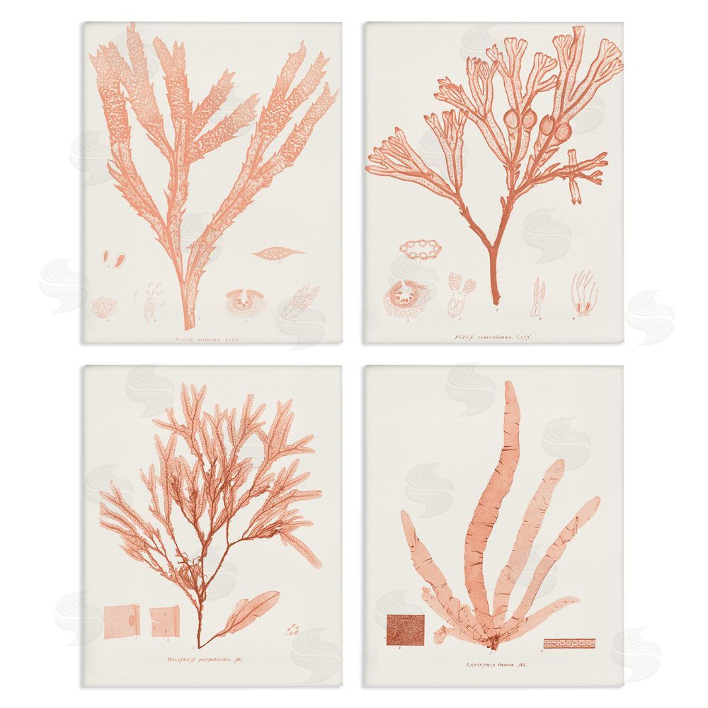 Vision Studio Coral Red Seaweed Vintage Scientific Study Canvas Wall Art Print