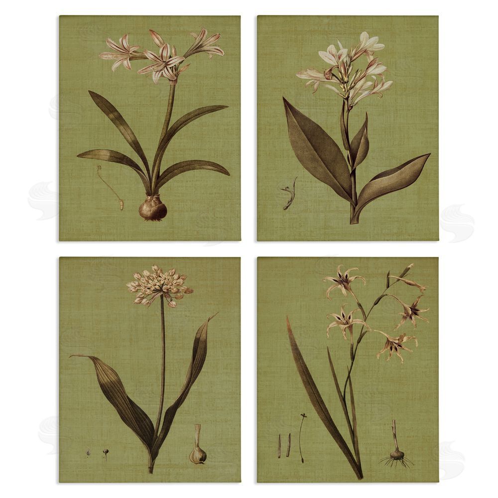 John Seba Vintage Botanical Plant Illustration Scientific Study Canvas Wall Art Print