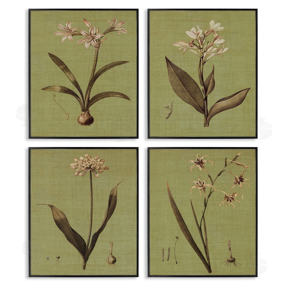 John Seba Vintage Botanical Plant Illustration Scientific Study Black Framed Giclee Wall Art Print