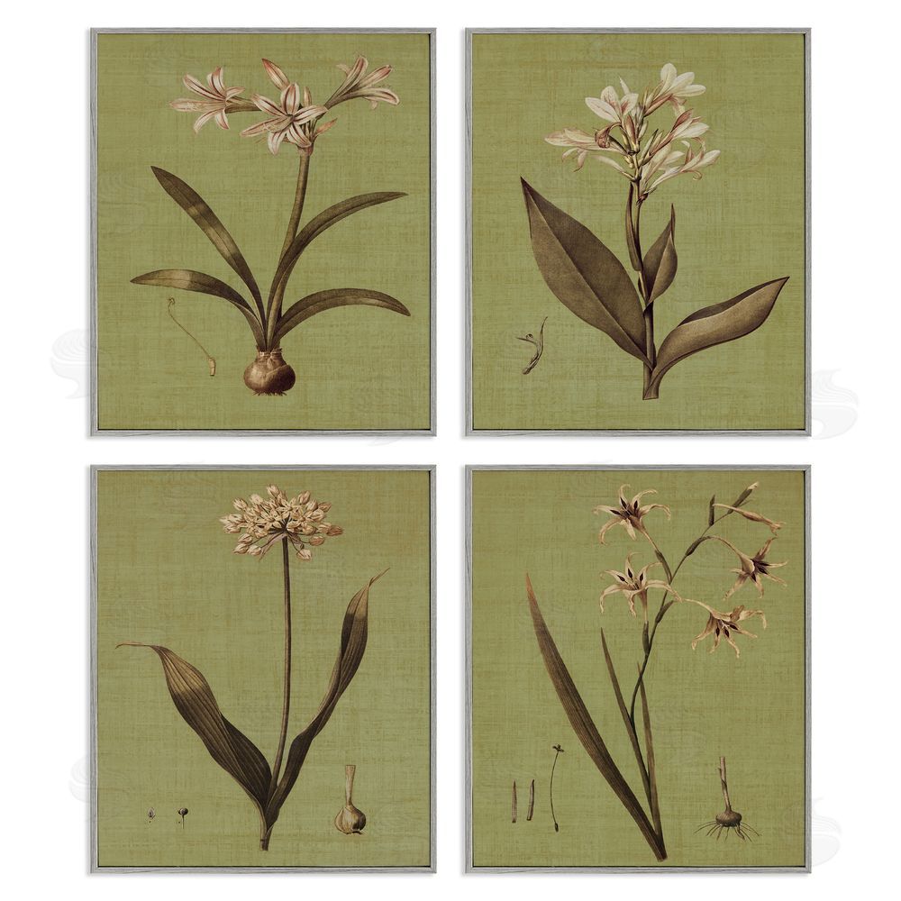 John Seba Vintage Botanical Plant Illustration Scientific Study Gray Framed Giclee Wall Art Print
