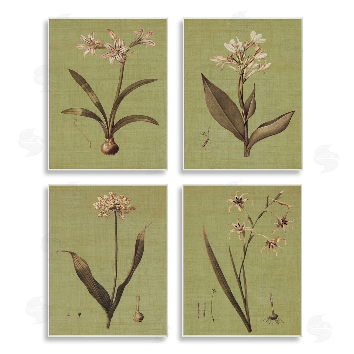 John Seba Vintage Botanical Plant Illustration Scientific Study Wooden Wall Plaque Art Print