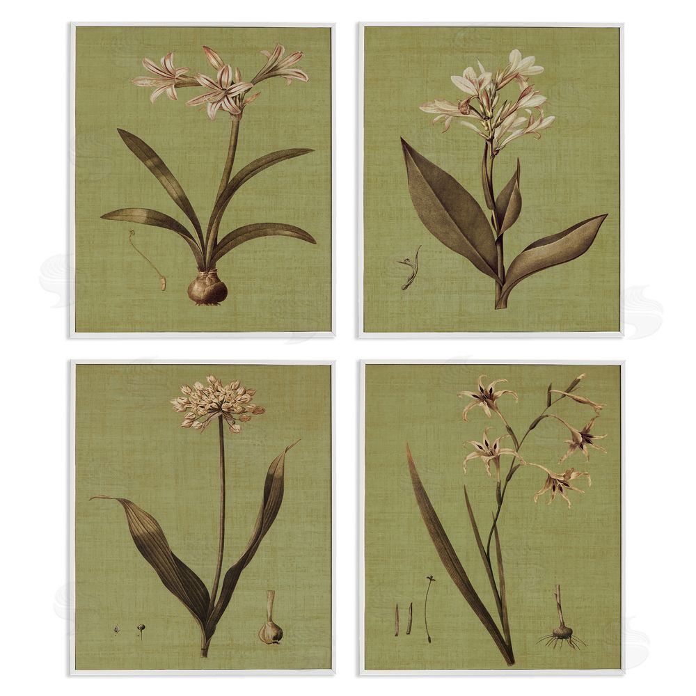 John Seba Vintage Botanical Plant Illustration Scientific Study White Framed Giclee Wall Art Print