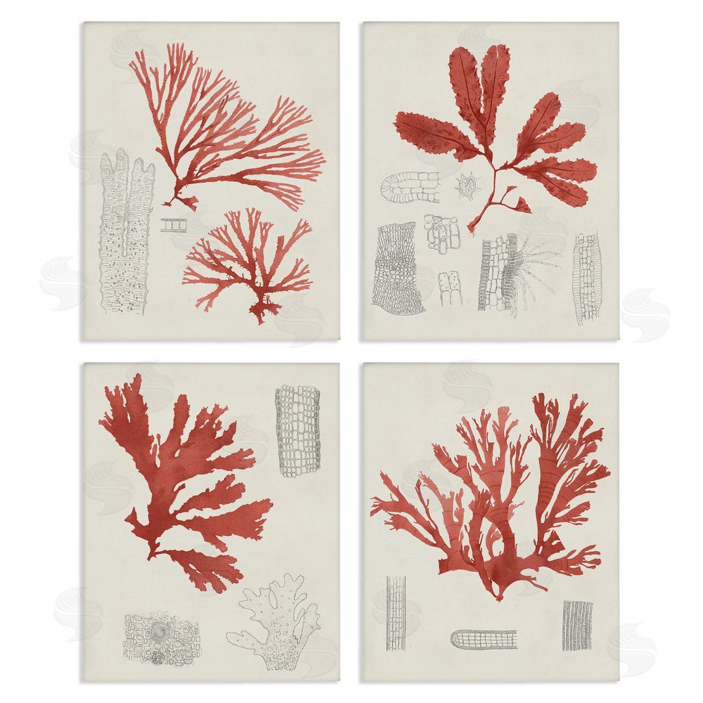 Unknown Artist Vintage Red Coral Illustrated Study Canvas Wall Art Print