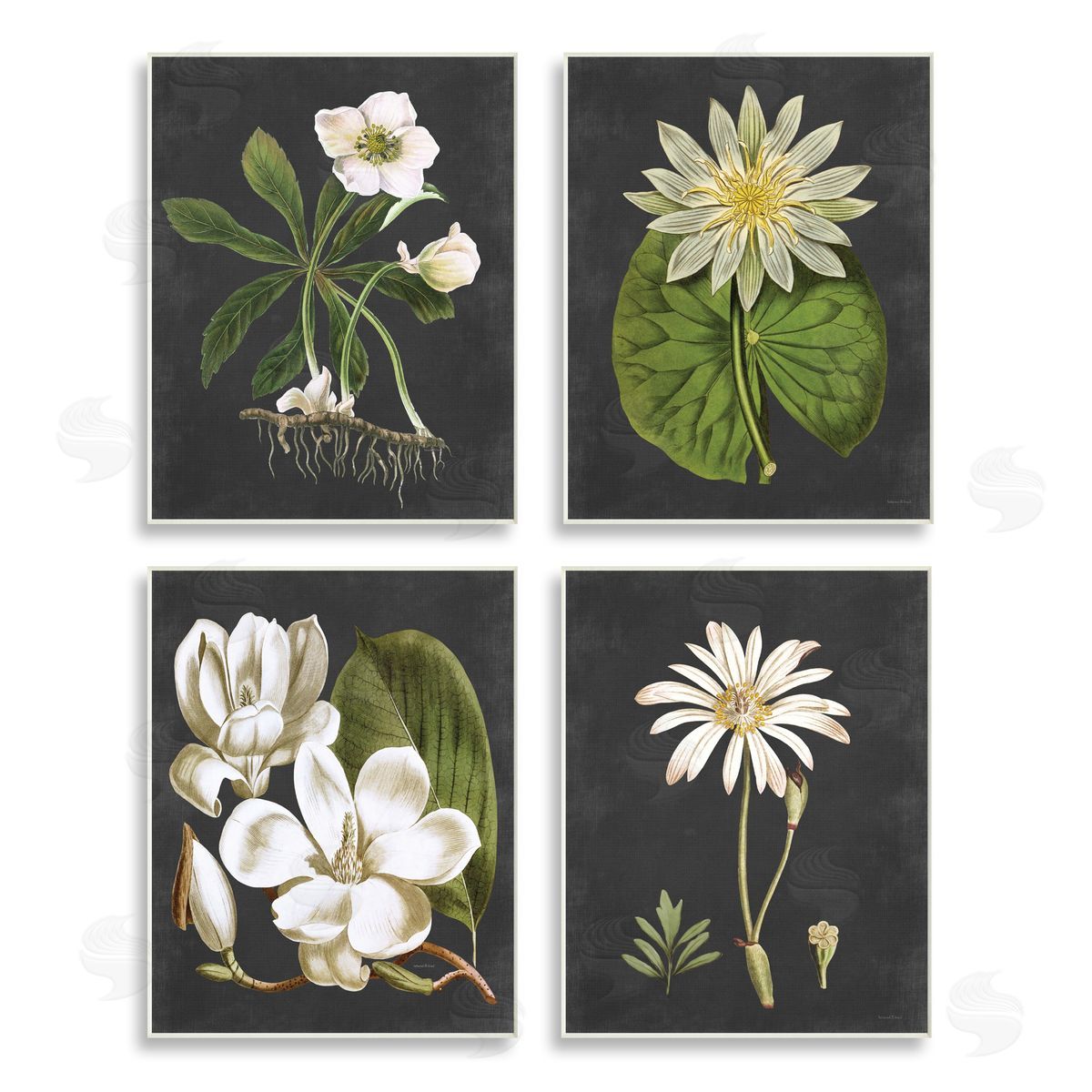 Lettered and Lined Vintage White Florals over Distressed Wooden Wall Plaque Art Print
