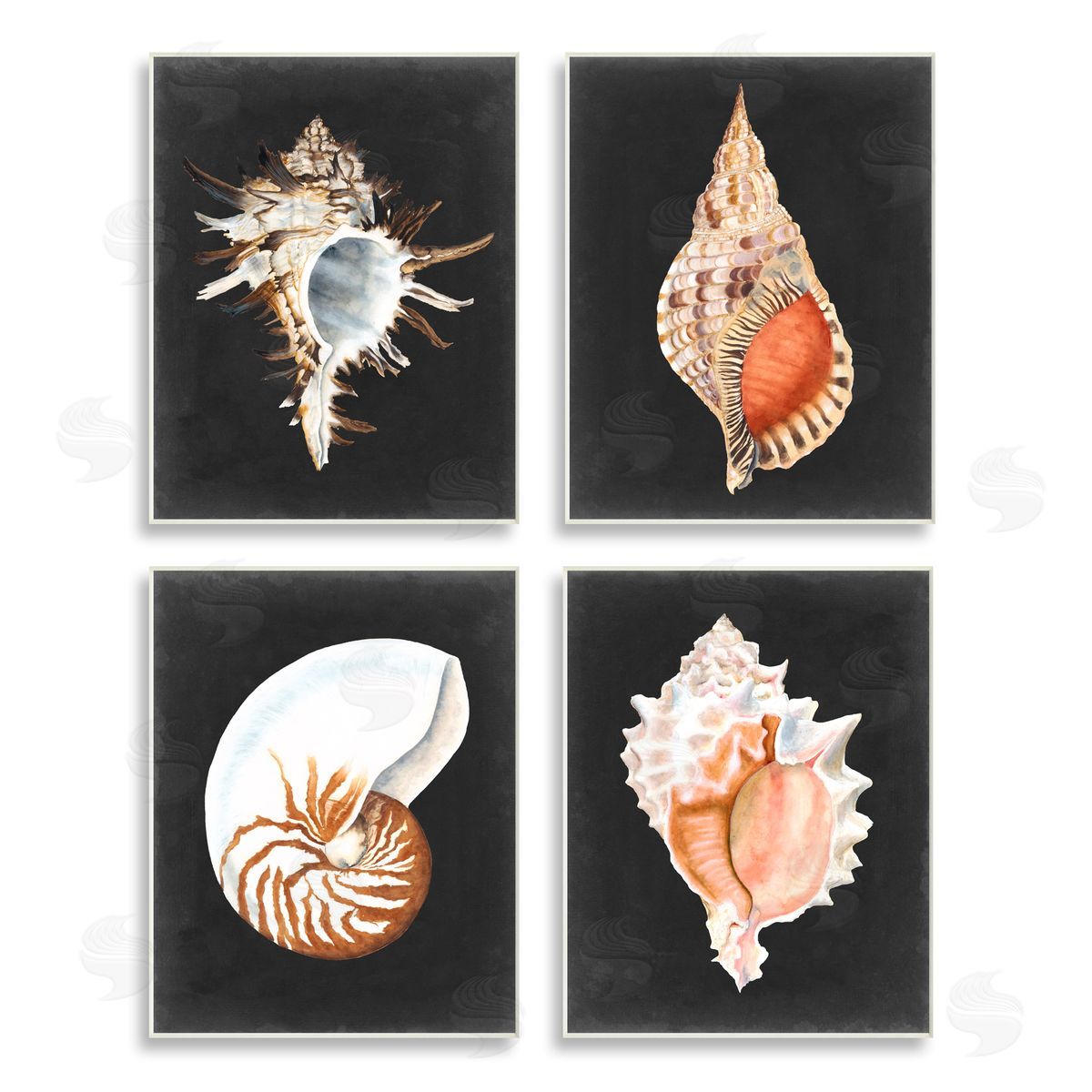 Michael Willett Sea Shell Clam Conch Collection Wooden Wall Plaque Art Print