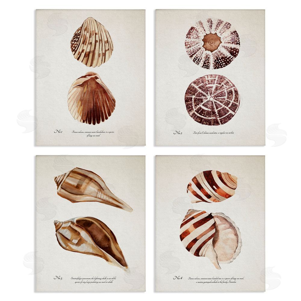 Annie Warren Elegant Beach Seashells Exquisite Marine Life  Canvas Wall Art Print