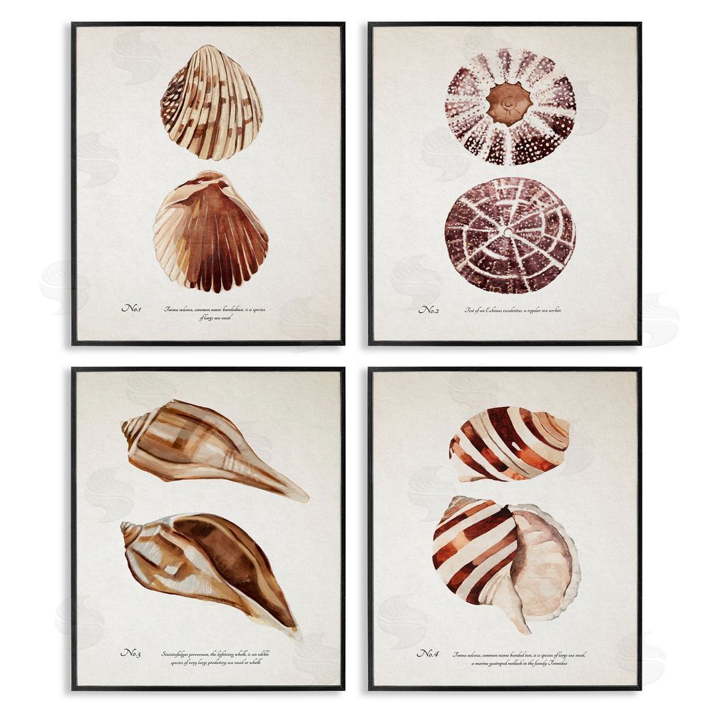 Annie Warren Elegant Beach Seashells Exquisite Marine Life  Black Framed Giclee Wall Art Print