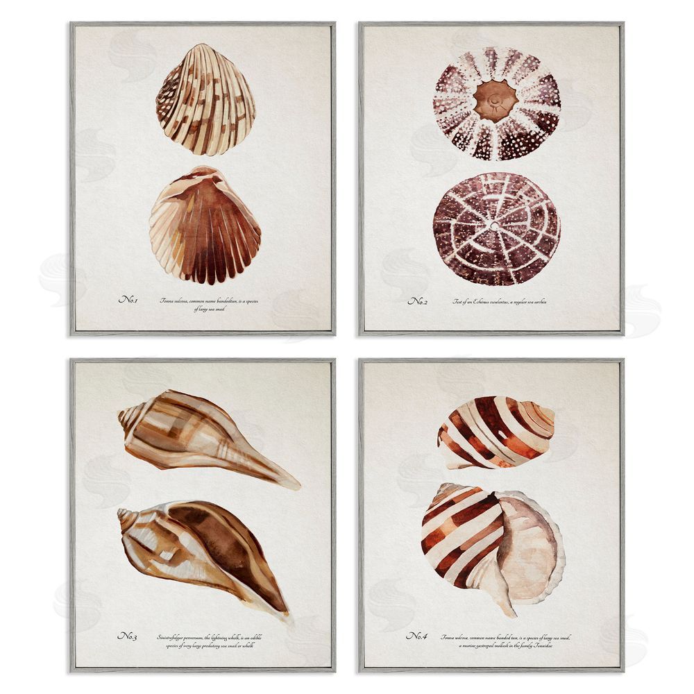 Annie Warren Elegant Beach Seashells Exquisite Marine Life  Gray Framed Giclee Wall Art Print