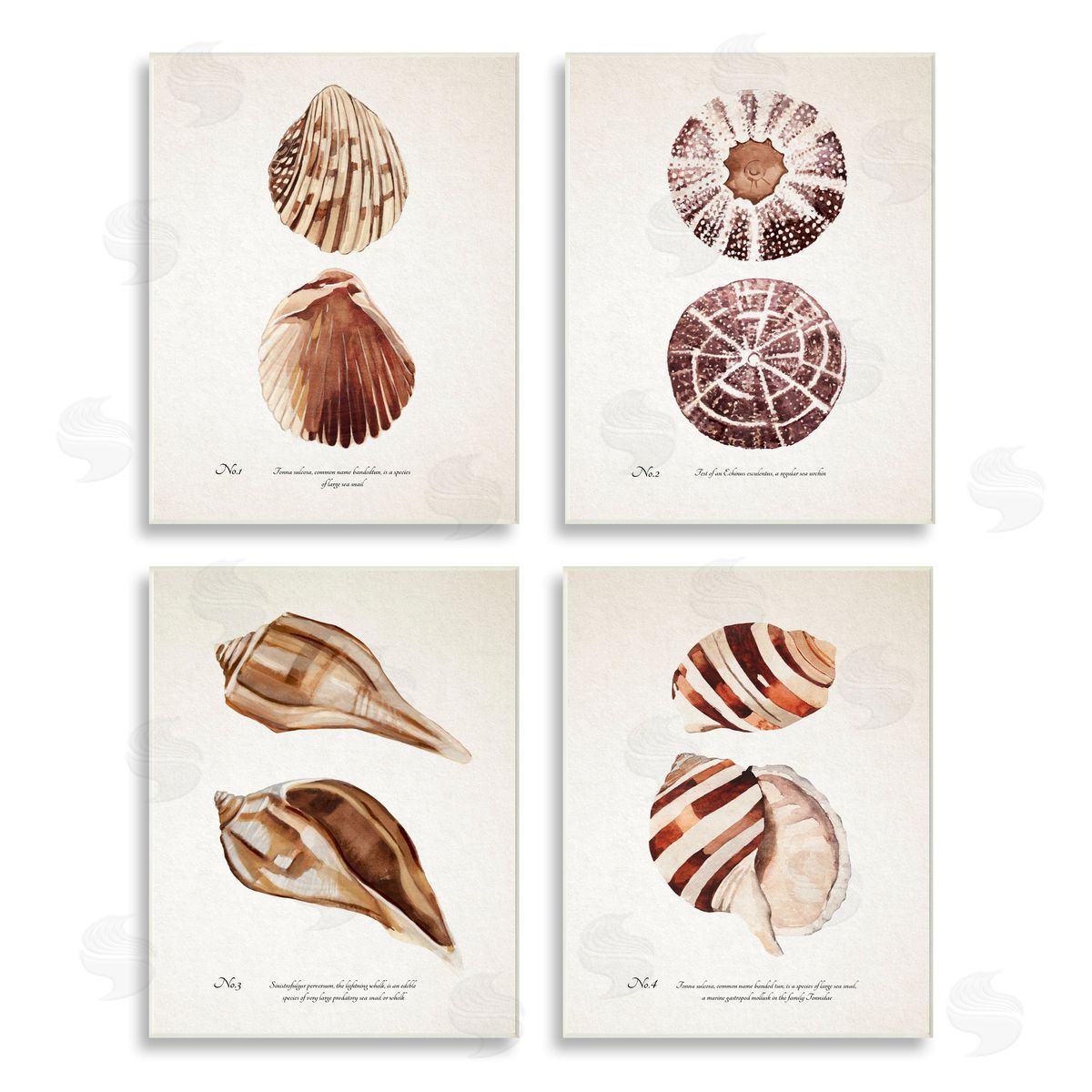 Annie Warren Elegant Beach Seashells Exquisite Marine Life  Wooden Wall Plaque Art Print