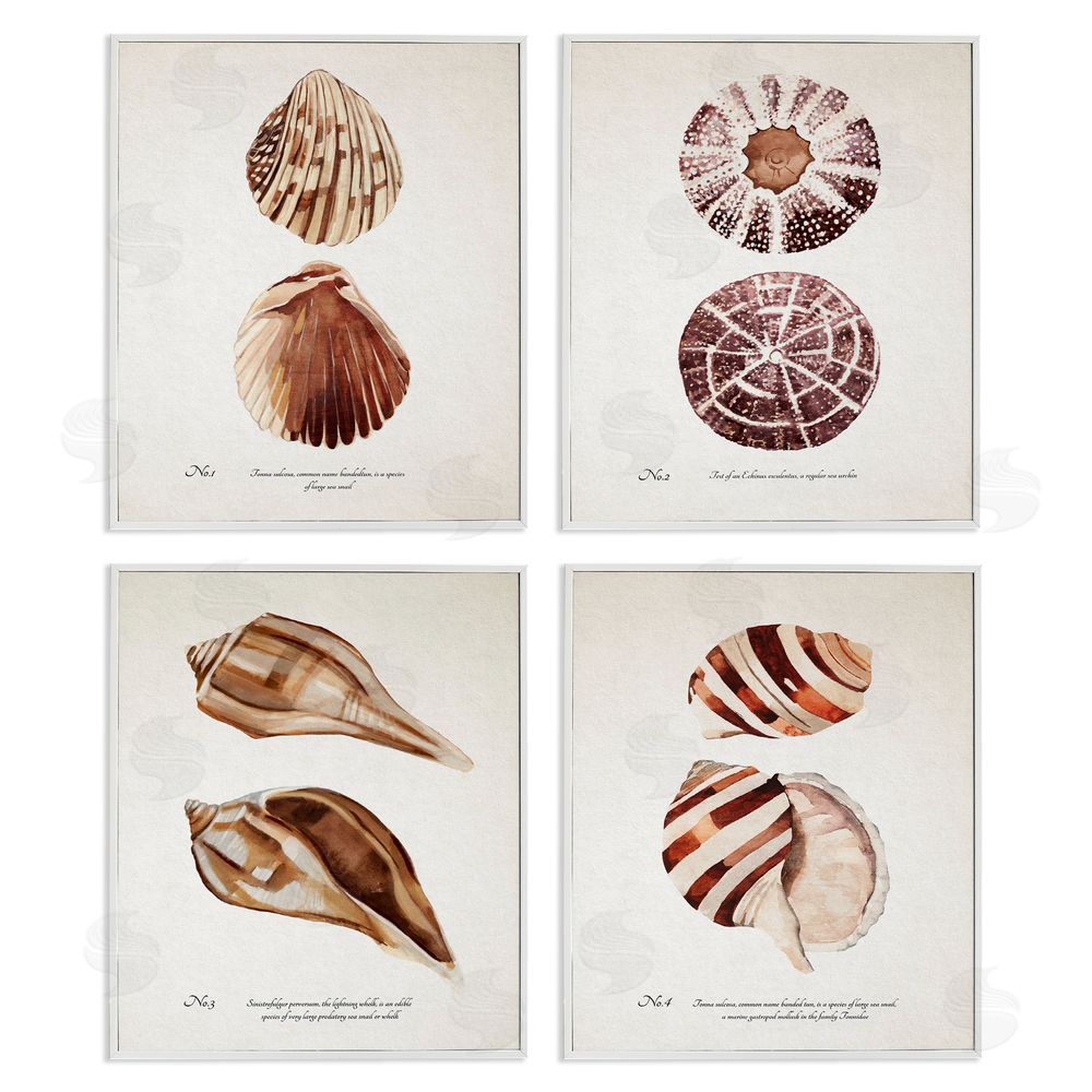 Annie Warren Elegant Beach Seashells Exquisite Marine Life  White Framed Giclee Wall Art Print