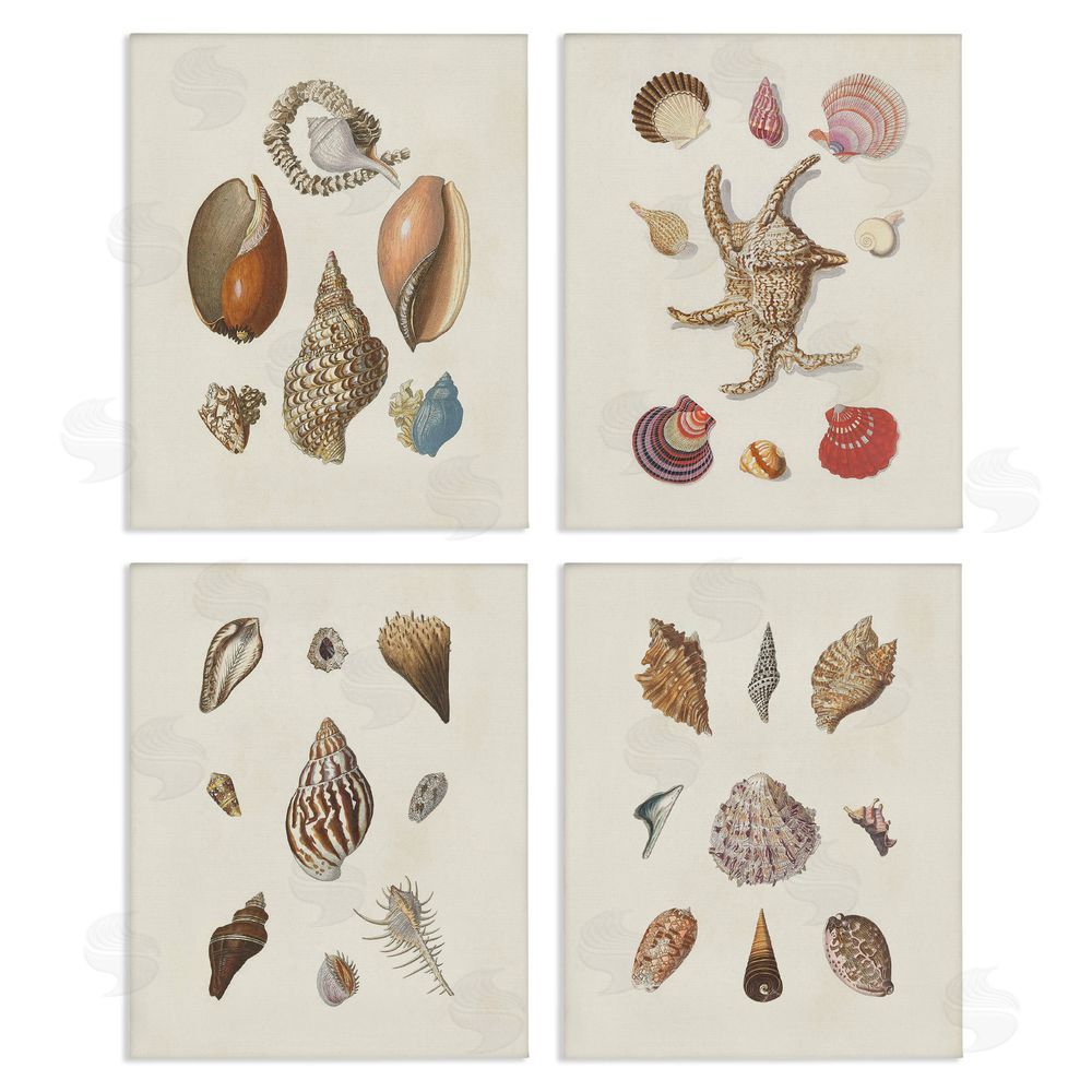 G.W. Knorr Seashell Aquatic Life Latin Studies Canvas Wall Art Print