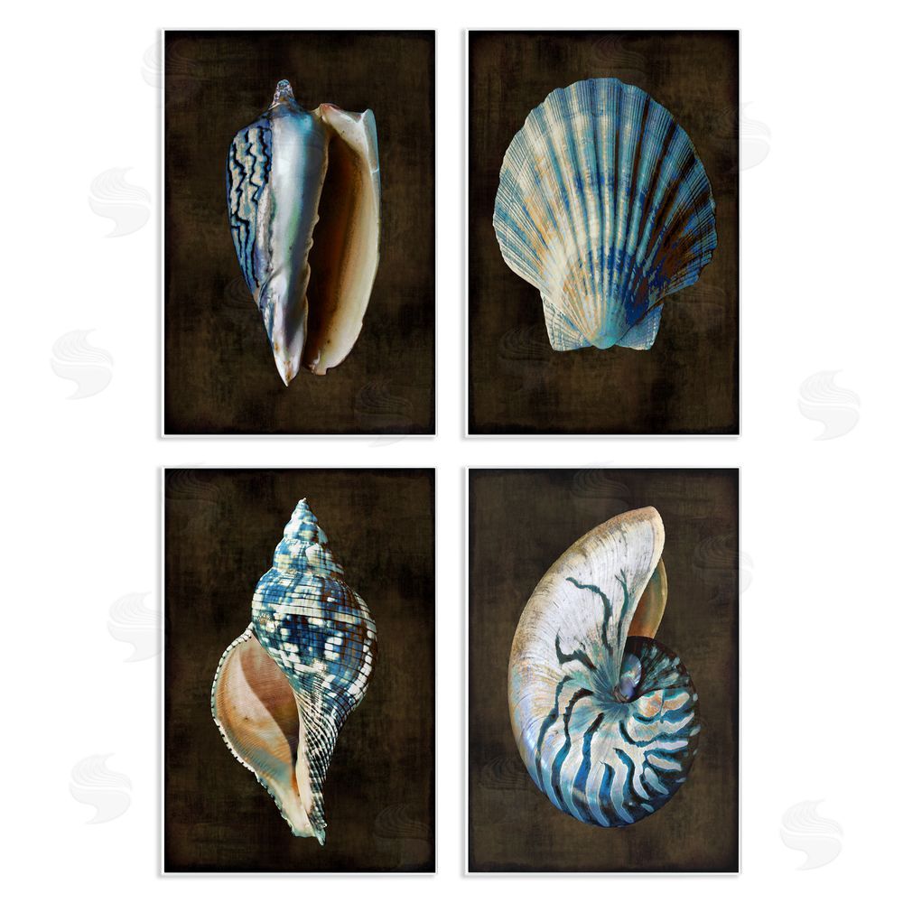 Caroline Kelly Dark Maritime Seashells Wooden Wall Plaque Art Print