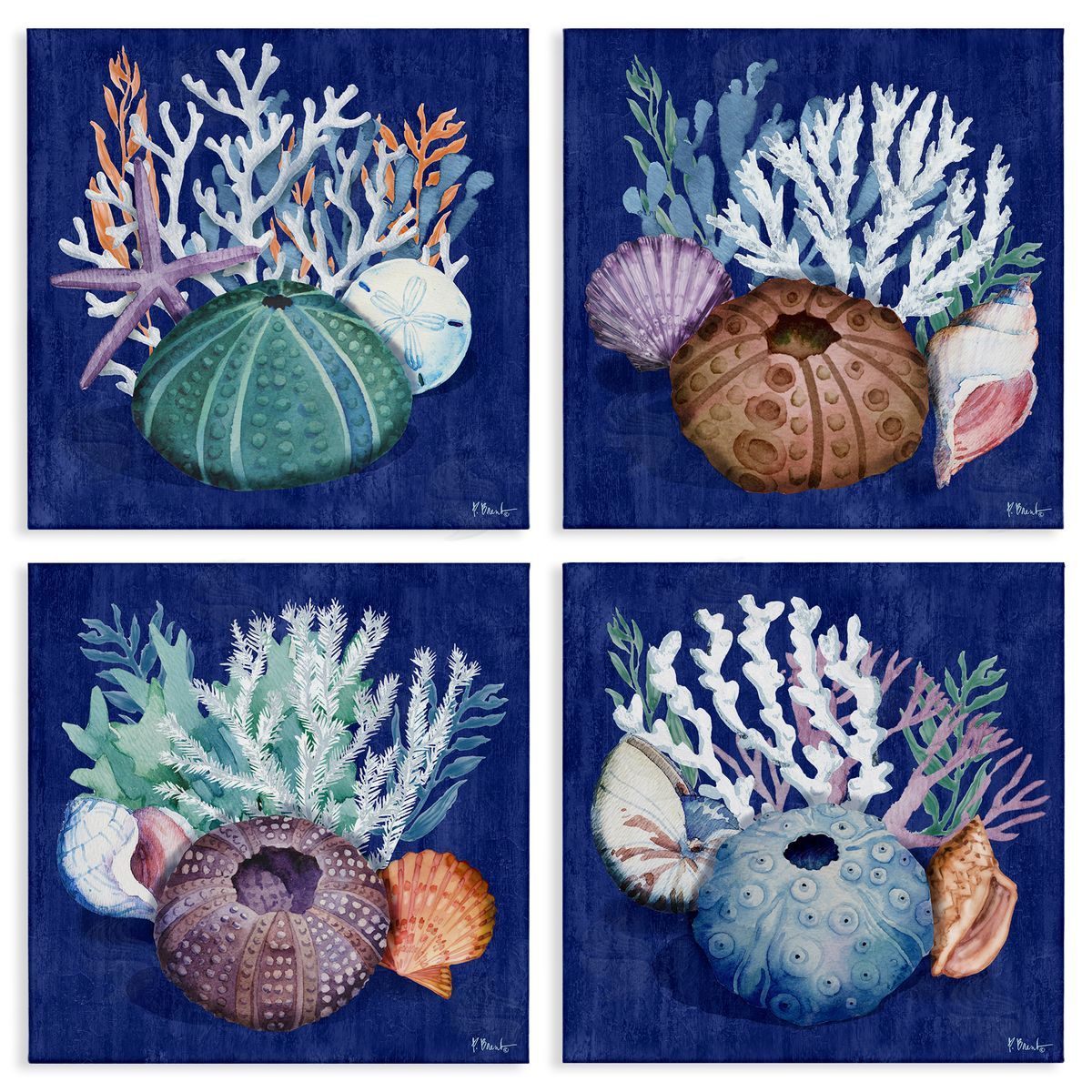 Paul Brent Aquatic Shells Still Life Canvas Wall Art Print