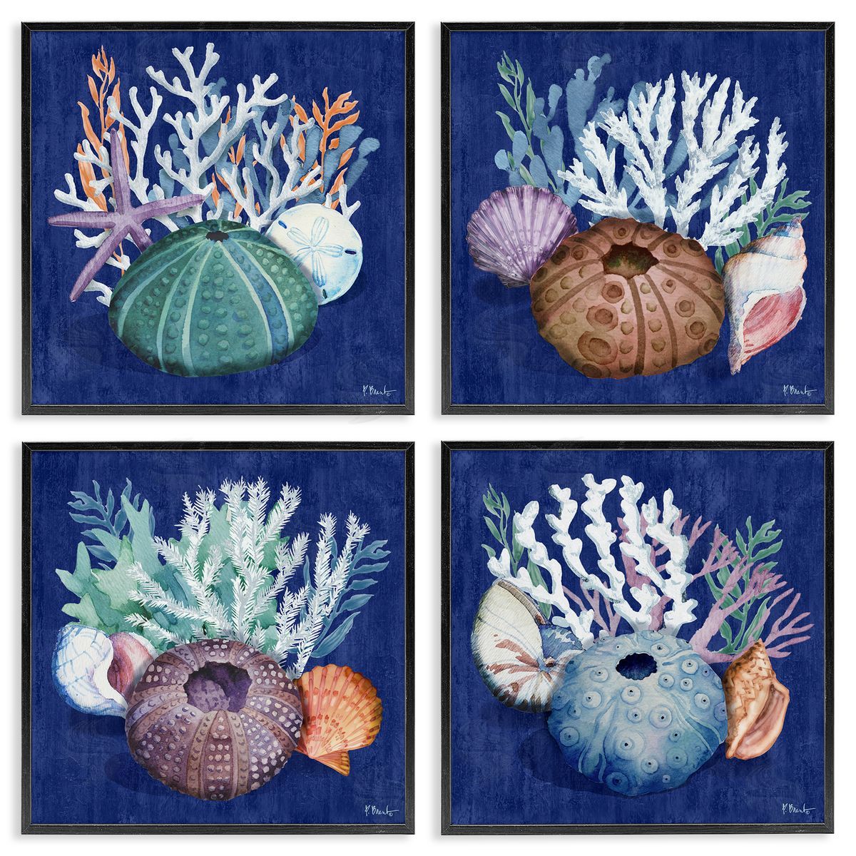 Paul Brent Aquatic Shells Still Life Black Framed Giclee Wall Art Print