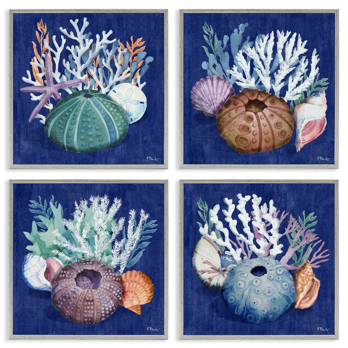 Paul Brent Aquatic Shells Still Life Gray Framed Giclee Wall Art Print
