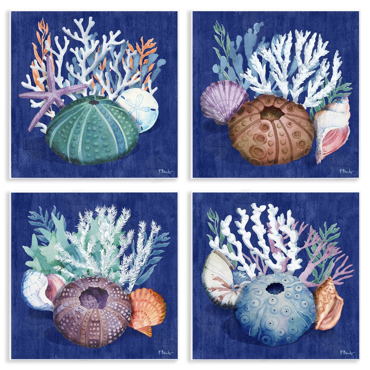 Paul Brent Aquatic Shells Still Life Wooden Wall Plaque Art Print