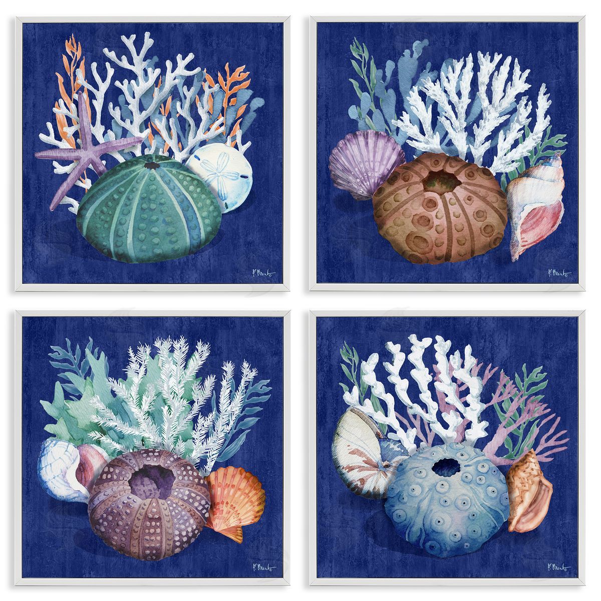Paul Brent Aquatic Shells Still Life White Framed Giclee Wall Art Print