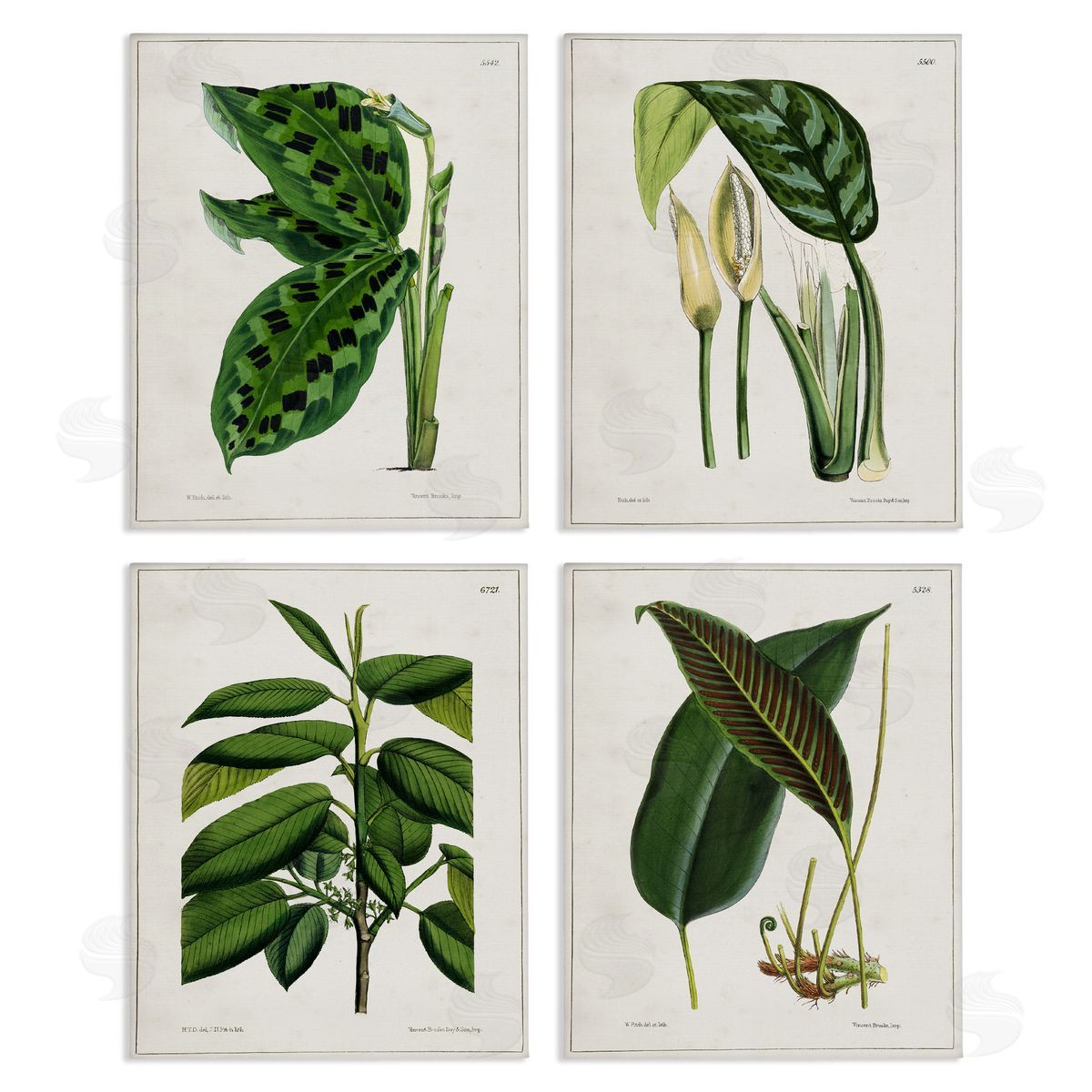 Tropical Plant Latin Studies Canvas Wall Art, Home Decor by Tina Higgins Designs, Inc.