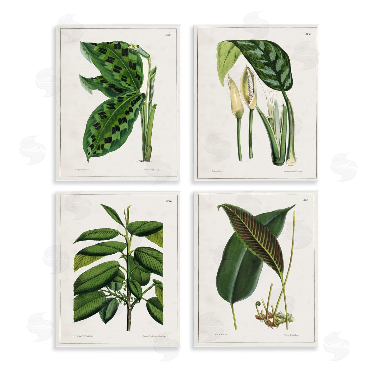 Tropical Plant Latin Studies Wood Plaque Wall Art, Home Decor by Tina Higgins Designs, Inc.