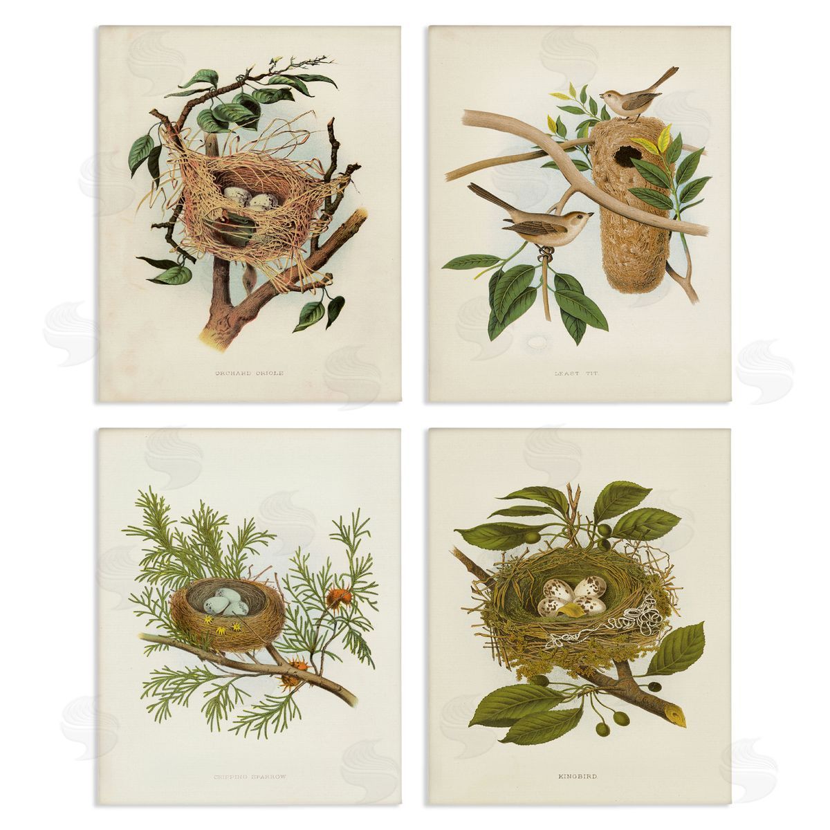 Bird Nest Forest Studies Canvas Wall Art, Home Decor by Tina Higgins Designs, Inc.