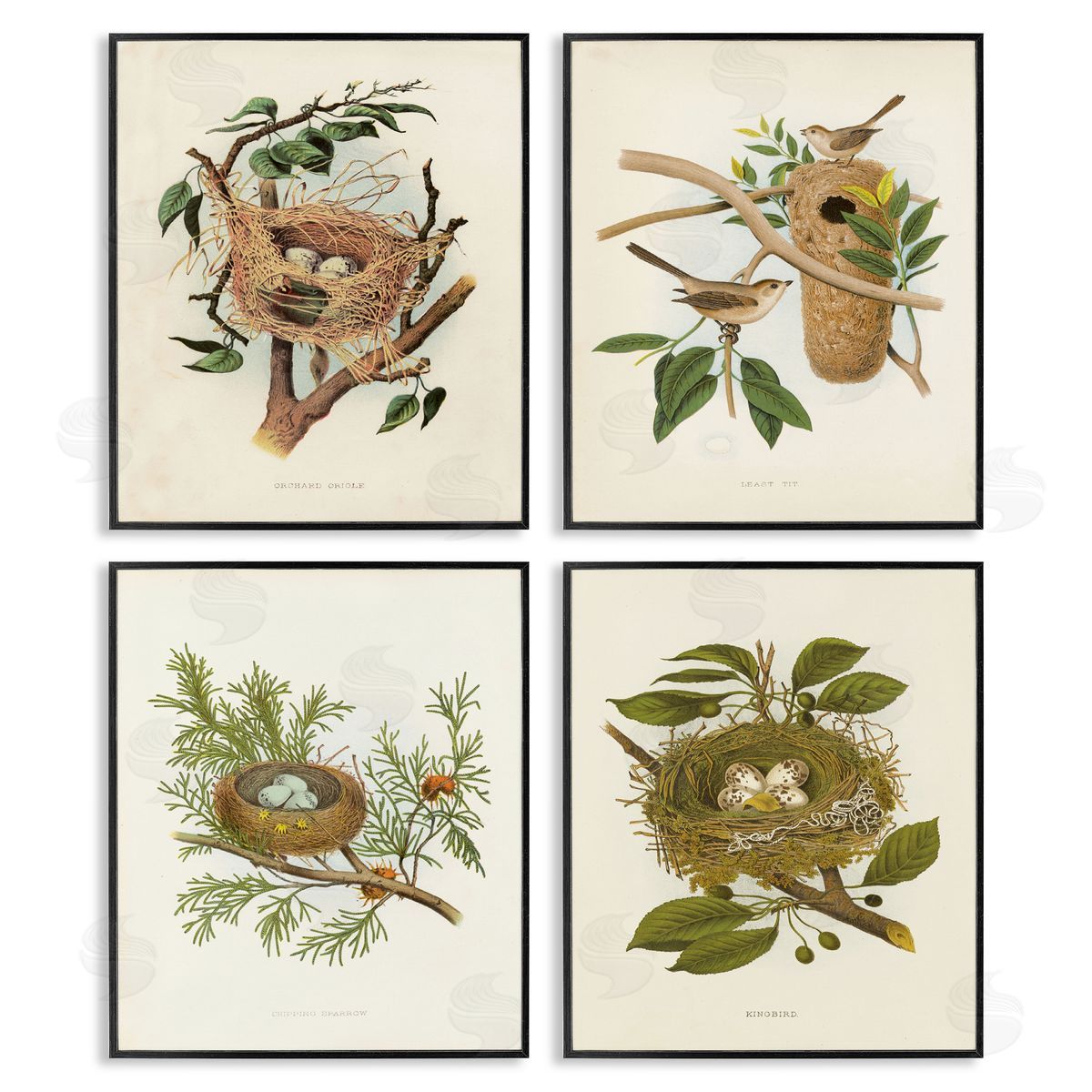 Bird Nest Forest Studies Black Frame Print Wall Art, Home Decor by Tina Higgins Designs, Inc.