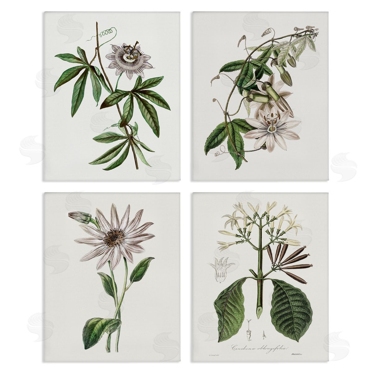 CAD Designs Various Vintage Botanicals Canvas Wall Art Set