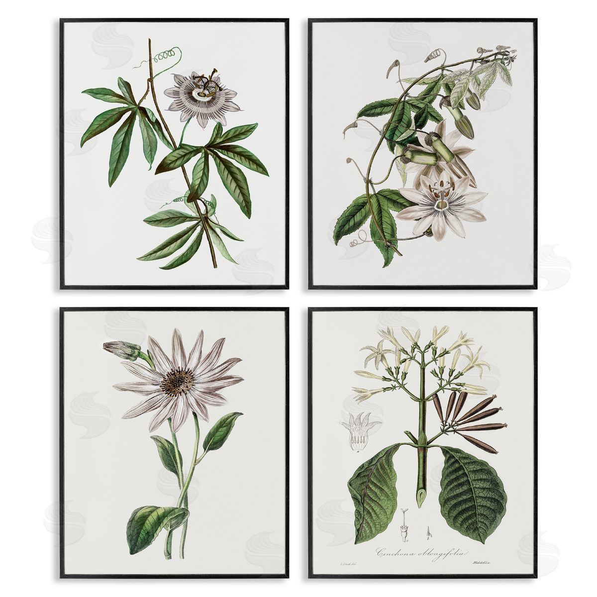 CAD Designs Various Vintage Botanicals Black Framed Giclee Art Set