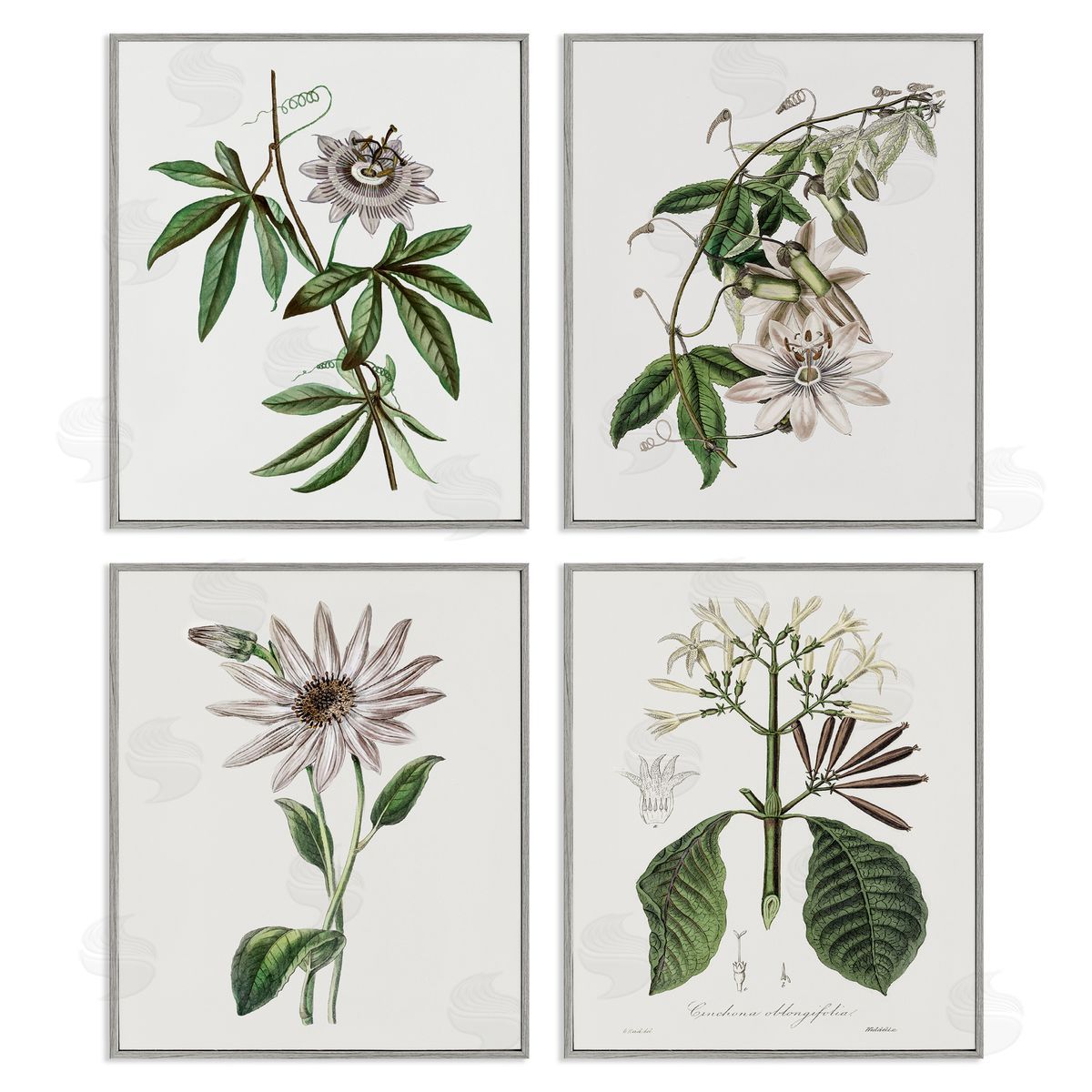 CAD Designs Various Vintage Botanicals Gray Framed Giclee Art Set